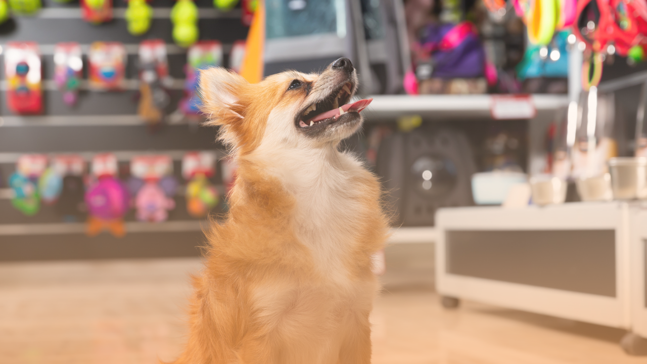 3 motivos necessários para adotar a mídia indoor em seu pet shop